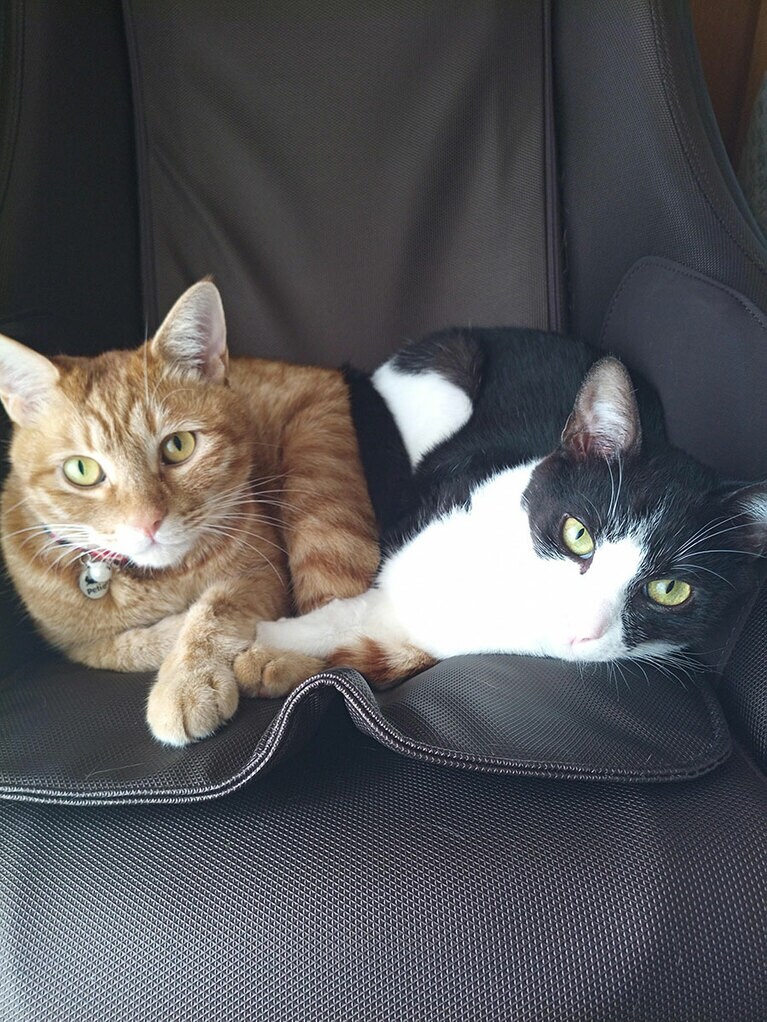 ロッキーとダイ オス 6歳と5歳。オス同士だけど、いつも仲良くくっついています（nao222さん）。