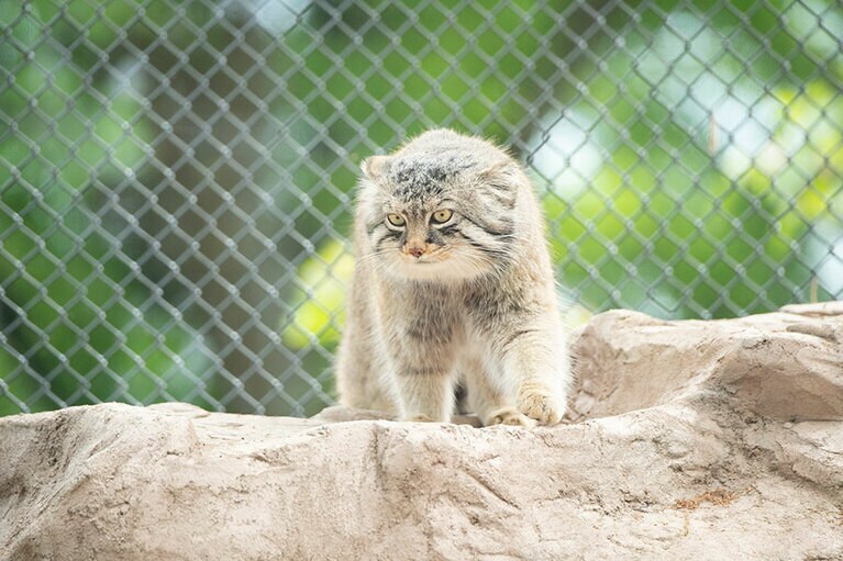埼玉県こども動物自然公園のマヌルネコ。