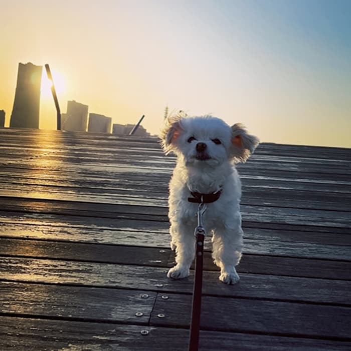 「イブとお出かけすると写真を撮りすぎちゃう！」イブちゃんと横浜の大桟橋ふ頭へ。海風が気持ちいい初夏の日。