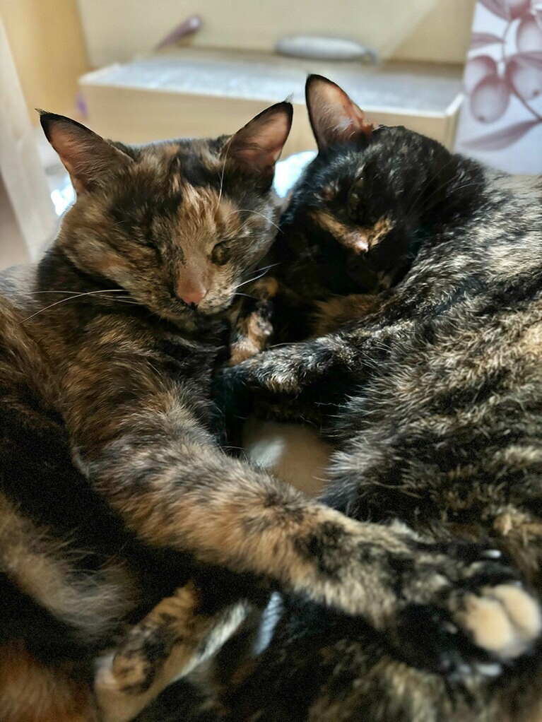 縁と蘭 ♀ 3歳。サビネコ姉妹！ にゃかよく寝るニャ（縁蘭の母さんさん）