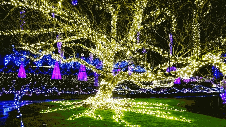 バンデューセン植物園は木々の根元にまで光が配されるこだわり。入場料はオンライン購入19カナダドル～。