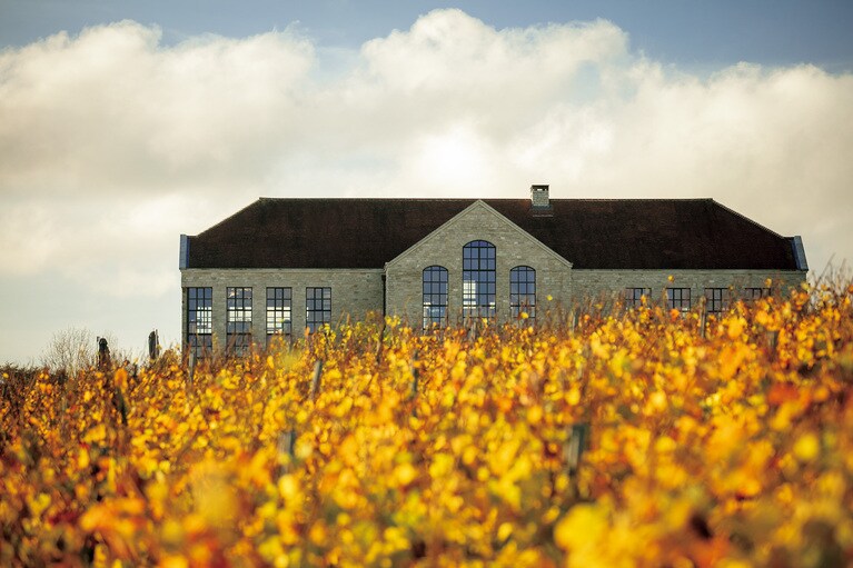 黄金色に染まるブドウ畑。