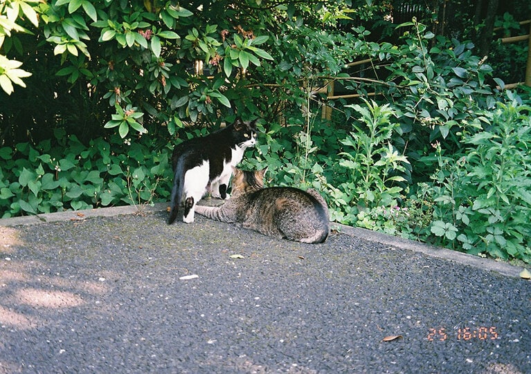 田中さん撮影の地域猫。