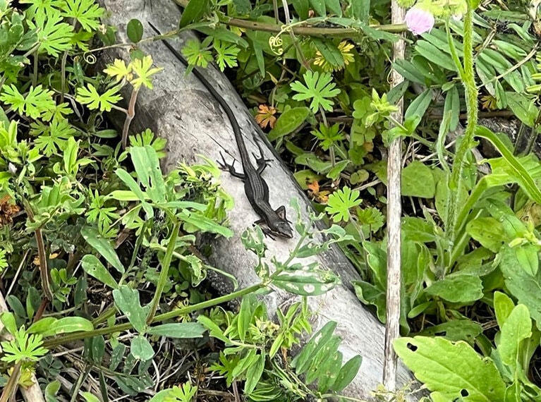 庭には木を積んだ場所もあり、たくさんの生き物がいます。