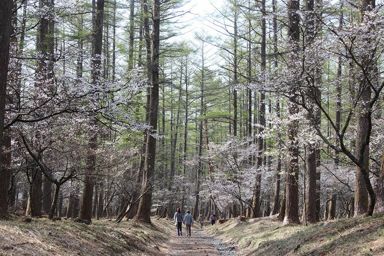 富士山吉田口登山道 ふじざくらとふじざくら祭り。