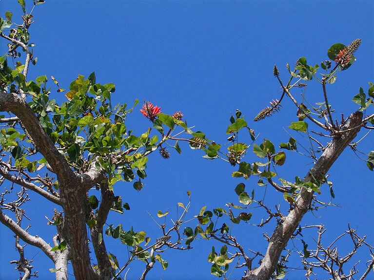 デイゴやアダン、ガジュマルなど、沖縄でよく見る植物が生き生きと。