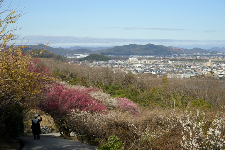 《早春の絶景散歩》紅白の梅の先には瀬戸内海、園内には古墳も！西日本随一の梅の名所「綾部山梅林」へ【兵庫県】