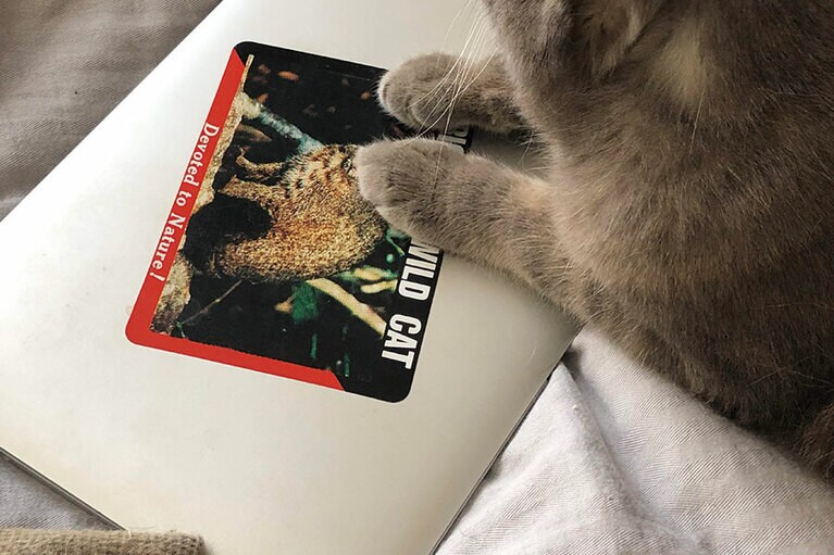 お下がりのPCには「WILD CAT」の文字が。