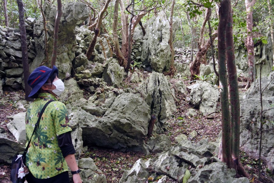 石灰岩の地質の上に木が生えています。