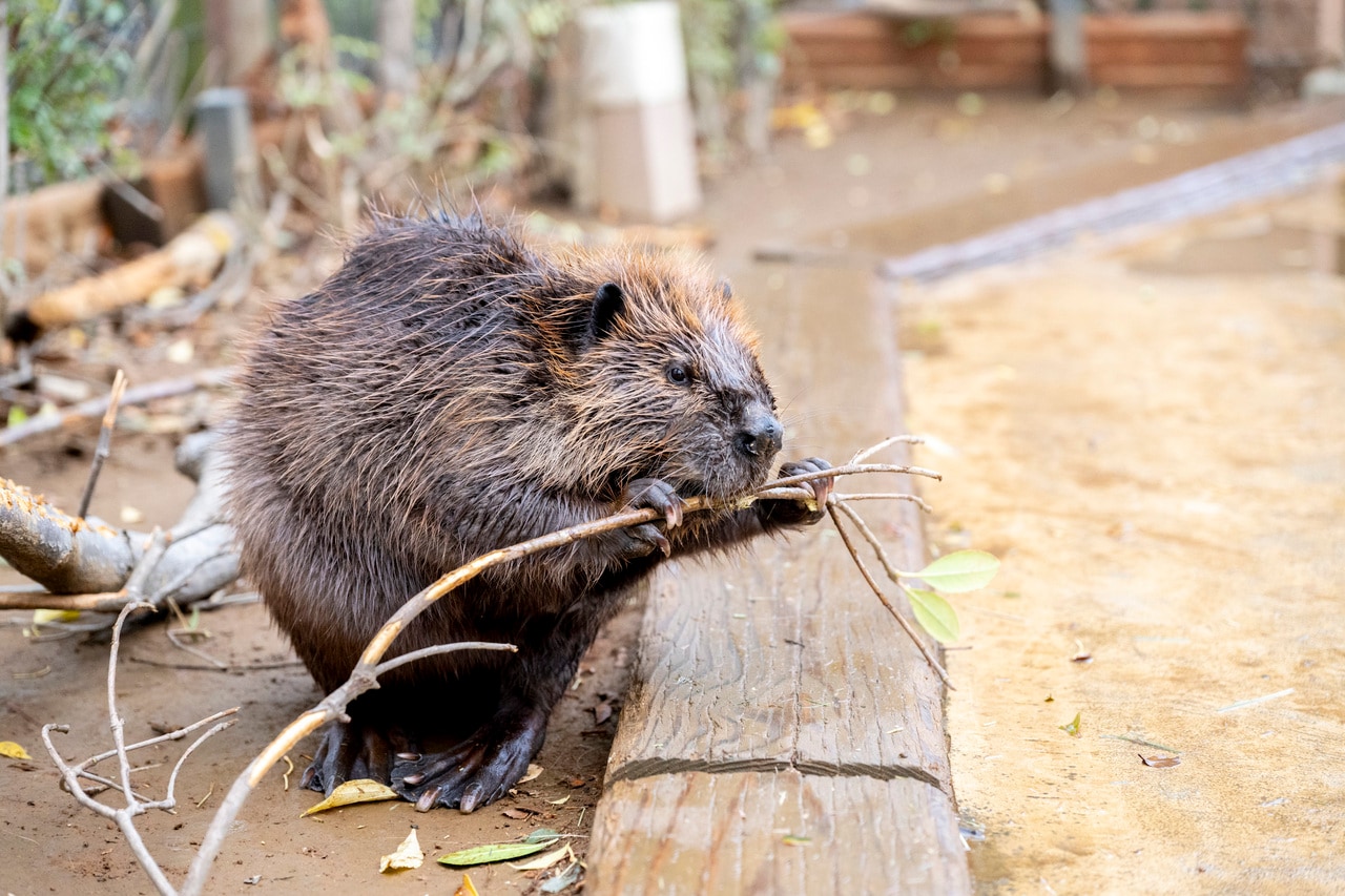 木をかじるヤマブキ。