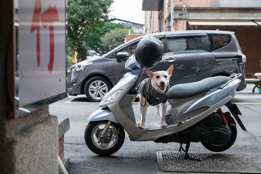 ご主人のバイクでニコニコうれしそうなわんこも発見。