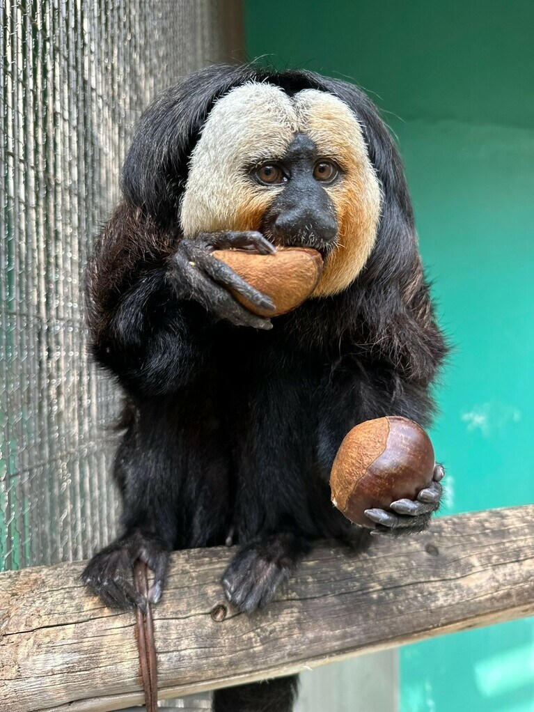 お食事中のモップくん（過去の画像）。