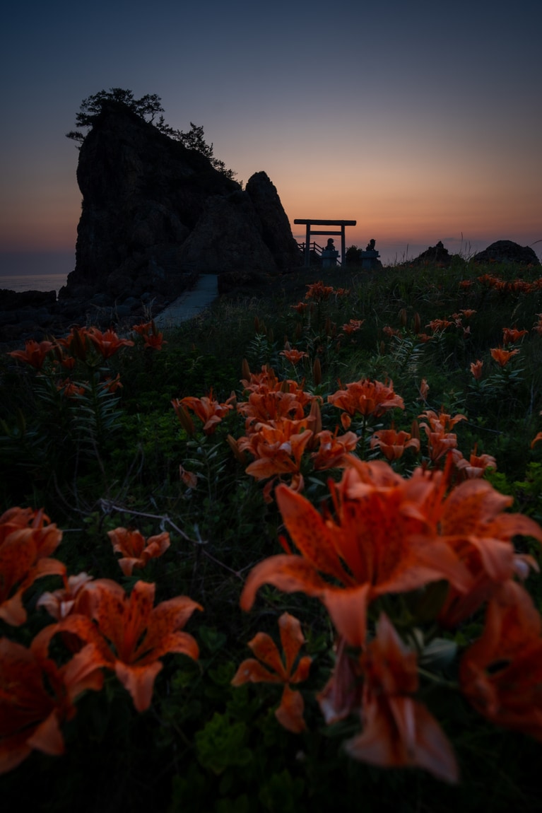 「初夏の佐渡島」　筧 悠里恵 「夕空に灯る岩ユリ」 藻浦崎公園。日没後に残る淡い光の中で岩ユリの群生の朱色が力強く見えました。