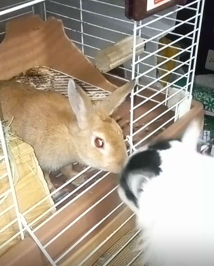 ゆきちゃん ♀ 3歳。「うさこと仲良しキス」（飼い主さんより）。