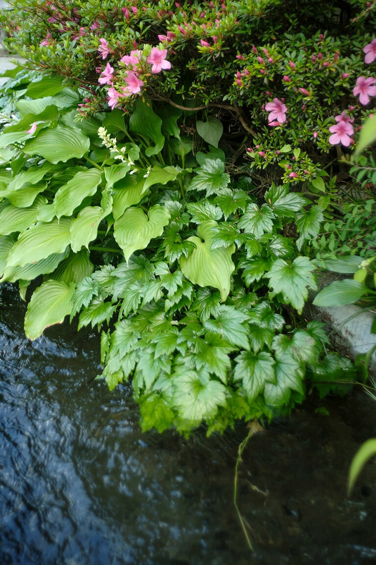 四季折々に姿を変える庭には、様々な花が植えられ、見ているだけで心和む。雪景色もいいのである。