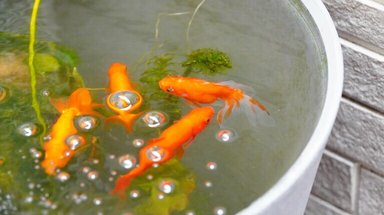 うちの子ベストショット⑤「水質をしっかり管理することで金魚はずっと元気に過ごせる 」