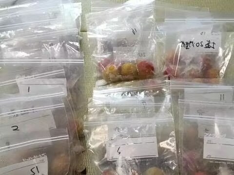 梅干しの研究の様子。