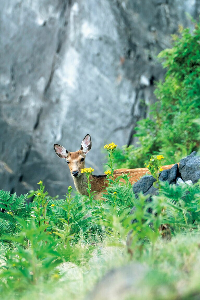 オホーツク海が広がる、傾斜のある崖で気ままに草をはむエゾシカ。