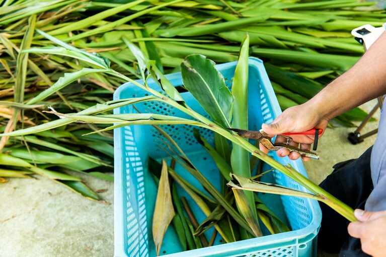 まずは葉のみをカットしていく作業。