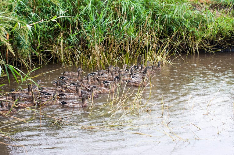 自然の流れを使った鴨池。