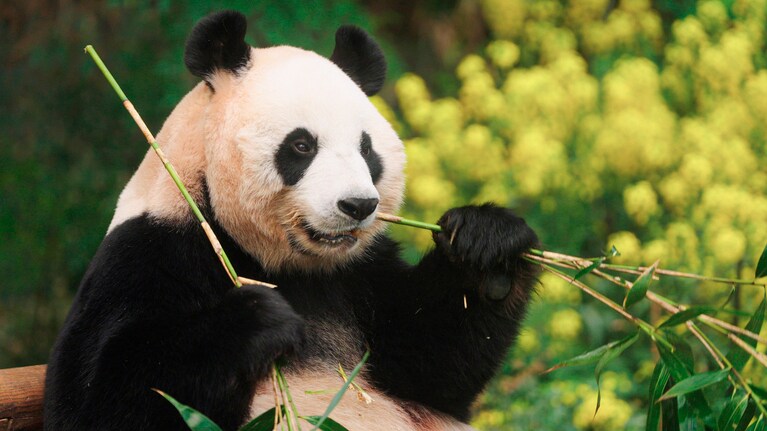 アイバオ（フーバオの母）　©2024 ACOMMZ and EVERLAND RESORT. All rights reserved