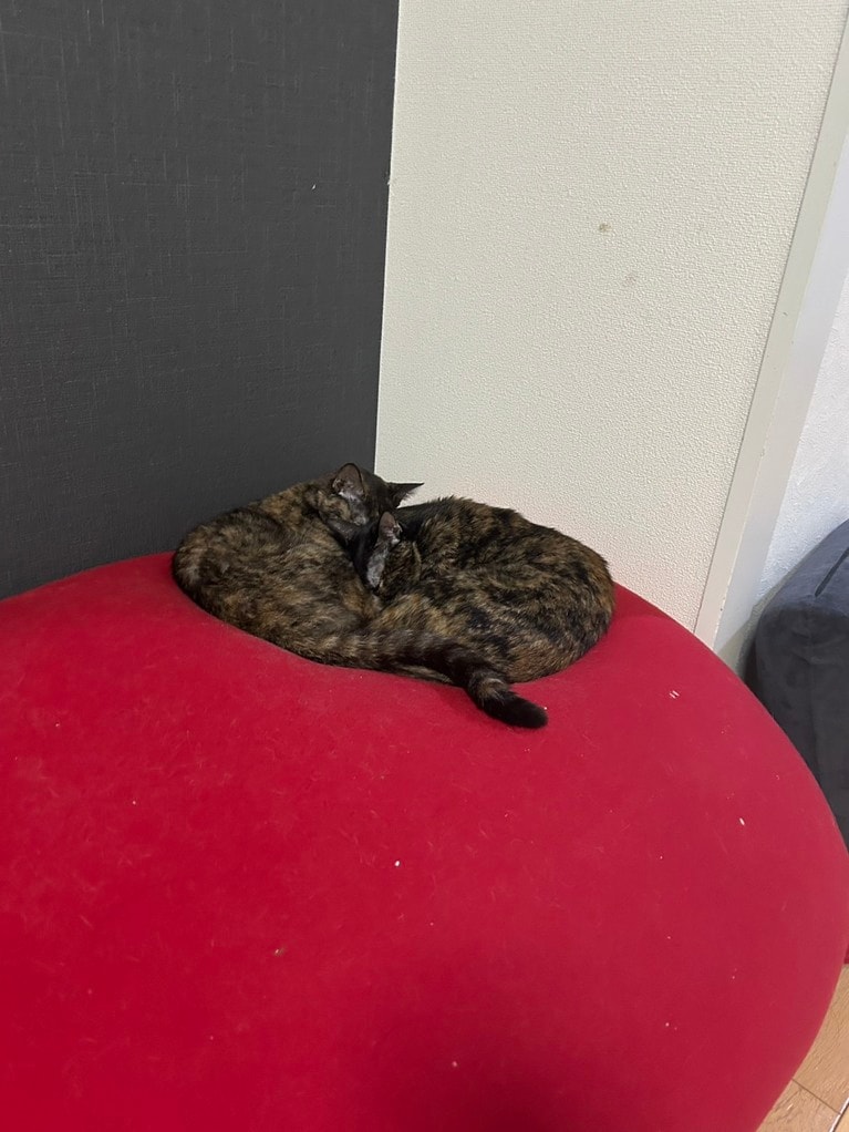 華山・やすいさんの愛猫、テンちゃんとセンちゃん。