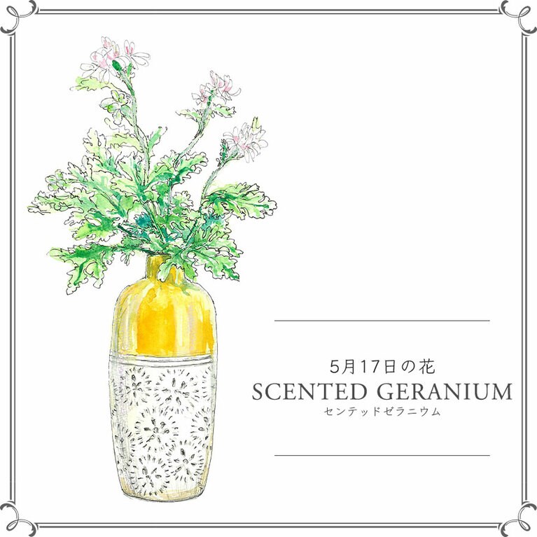 5月17日の花「センテッドゼラニウム」