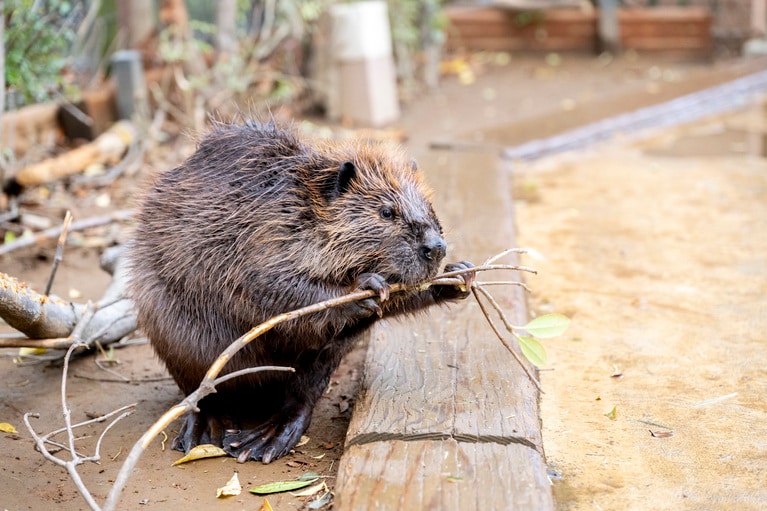 木をかじるヤマブキ。