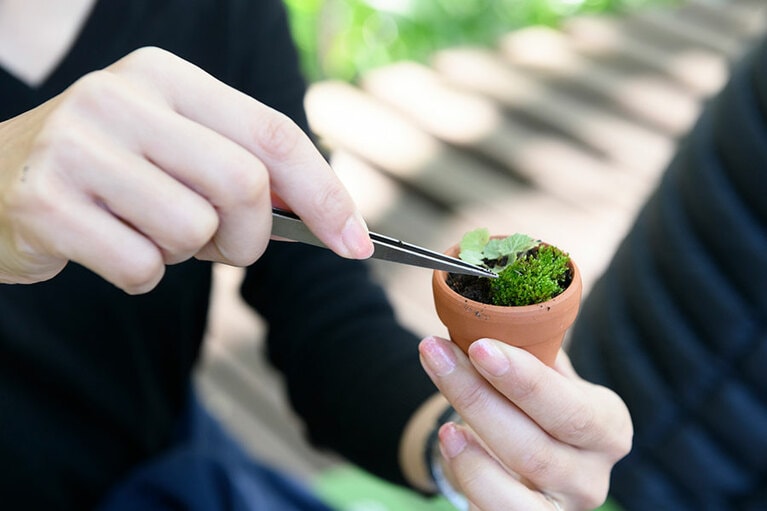手のひらサイズに自然を表現するミニ盆栽。苔のヒンヤリとした感触も気持ちがいい。