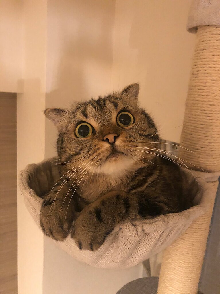 とらじろう ♂ 7歳。丸いお顔とまん丸おめめです。