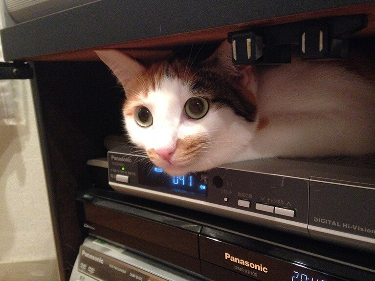 めい ♀ 7歳。テレビ台の後ろから入り込んでコンニチハするのが好きなようです。