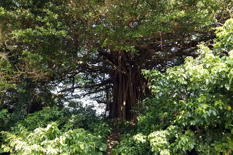 島のシンボルツリーとして大切に守られているガジュマル。