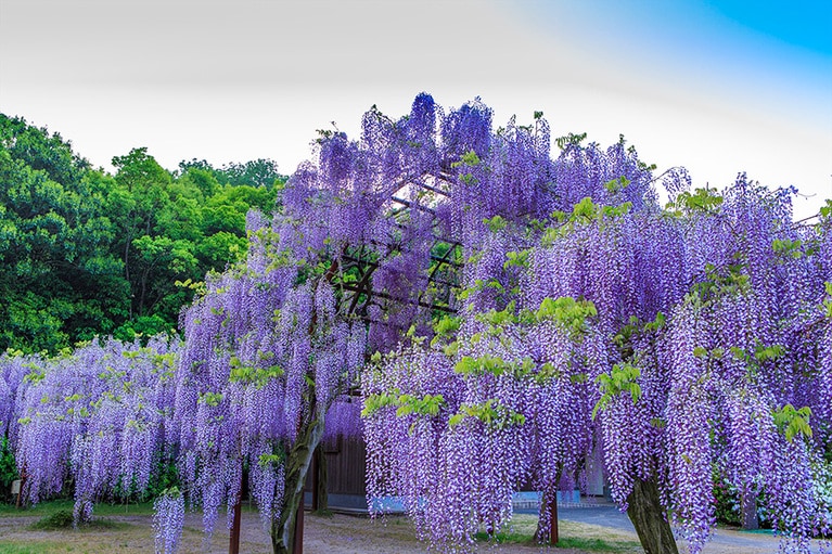 藤公園の藤。