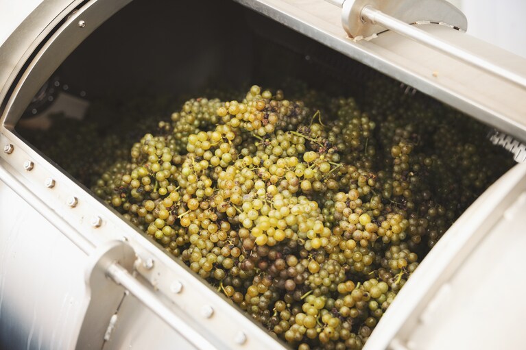 この地で収穫されたブドウが、ワインへと生まれ変わっていく。（撮影：砺波周平）