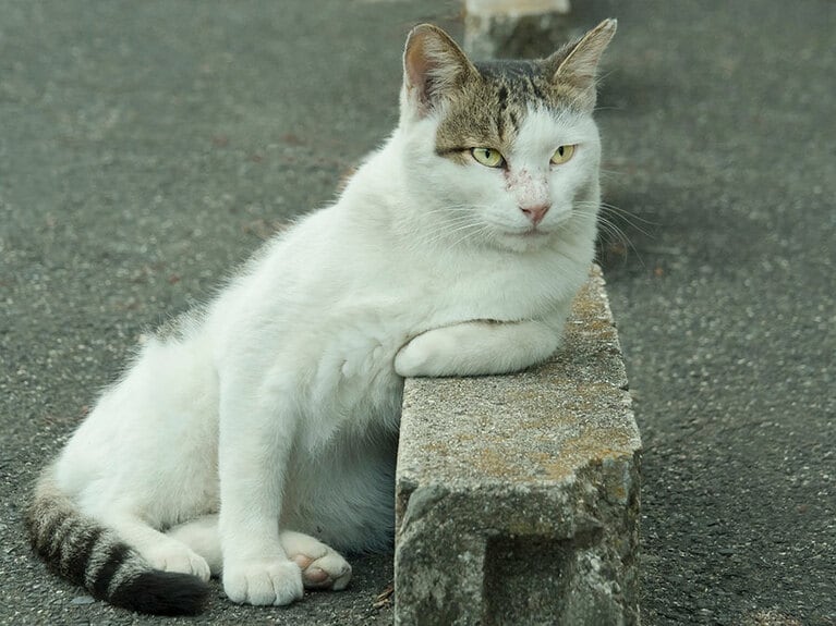 「マスター、またたびトニック……またたび多めで頼むニャ」