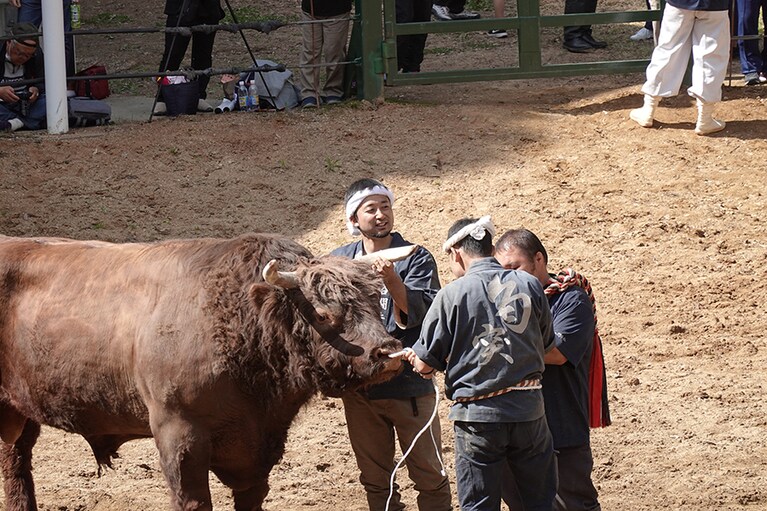 闘い終えてウシをねぎらう勢子たち。