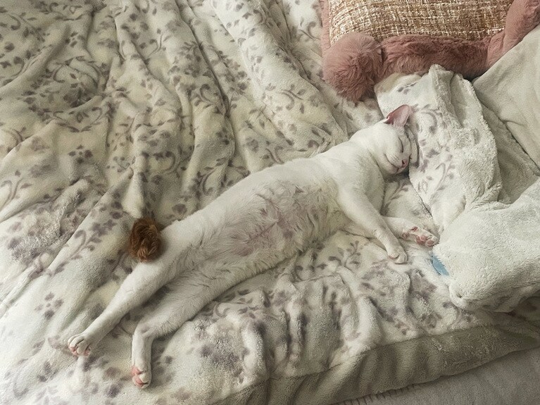 レン♂3歳。休日はお布団でノビノビ〜〜｡