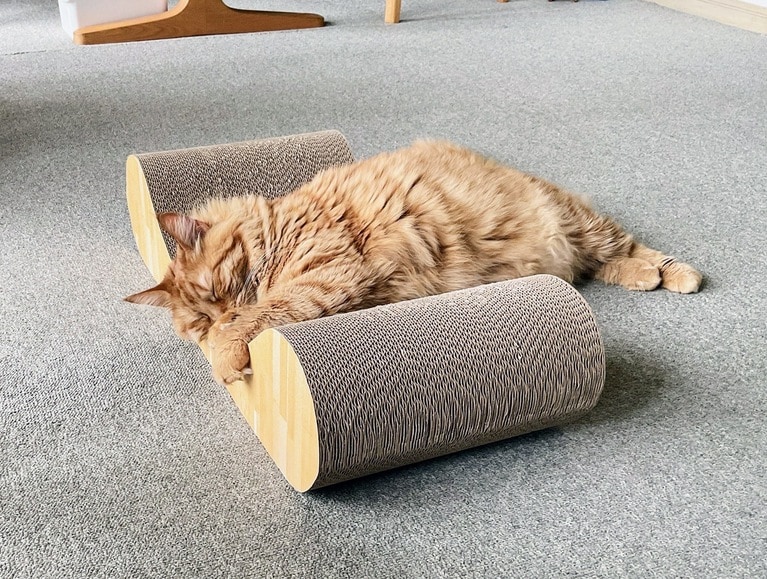 すやすや部門4位：うにちゃん ♀ 6歳。