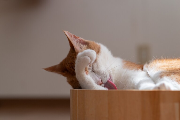 安心してくつろぐ生活を守りたい。写真：rai／イメージマート