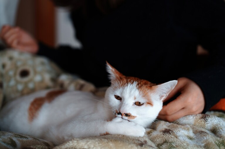 ほそら ♀ 2歳。