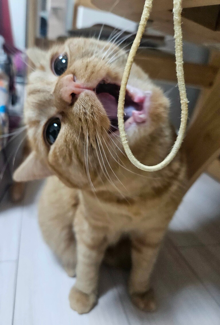 ハニー ♀ 2歳。膝掛けのゴム（留め具）をハムハムするのが大好きなハニー。普段はカメラを向けるとポーズが変わったり動作をやめたりしてしまうのですが、この時は無我夢中だったおかげで、噛みつく瞬間の笑ったような顔が撮れました！（まもさん）