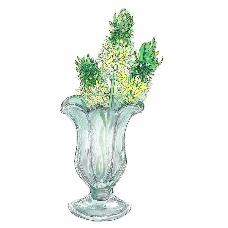 パイナップルリリー。