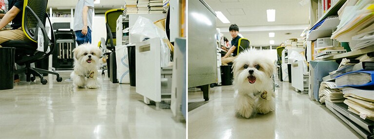 編集部を闊歩する姿はさながら新人記者です。