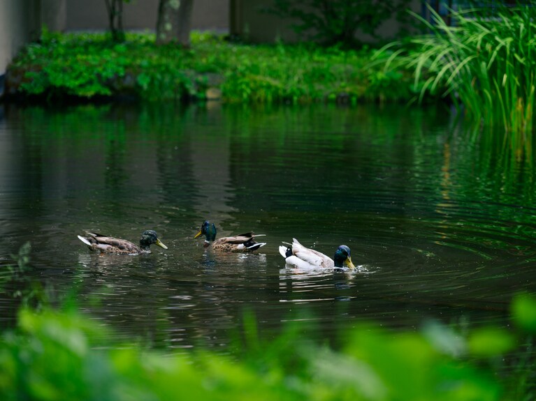 渡り鳥の鴨も、この庭が心地いいのか通年姿を見せるそう。