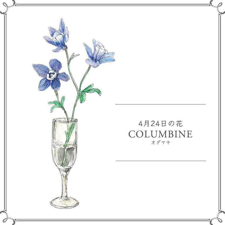 4月24日の花「オダマキ」