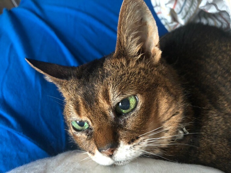 あらぽんさんに寄り添うシリウスくん。