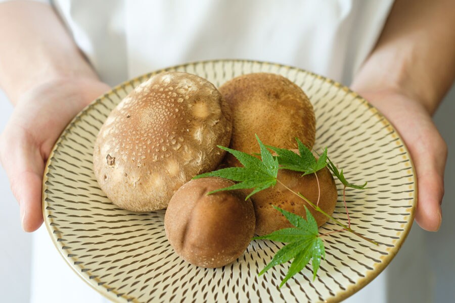 先付けや鍋に使われる大分産ジャンボ椎茸。一般的なもの(手前)に比べるとその大きさは歴然。
