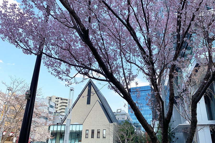 向かい側には三角屋根の富士見町教会があります。その前にも桜の木が。