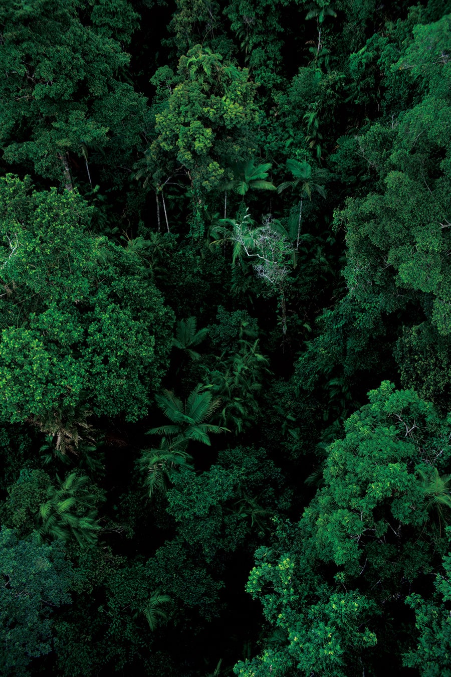 ロープウェイ「スカイレール」から見下ろした熱帯雨林の森。この濃厚な緑が放つ生命力は計り知れない。