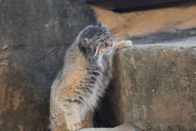 登るのか、登らないのか。写真：GYRO_PHOTOGRAPHY/イメージマート